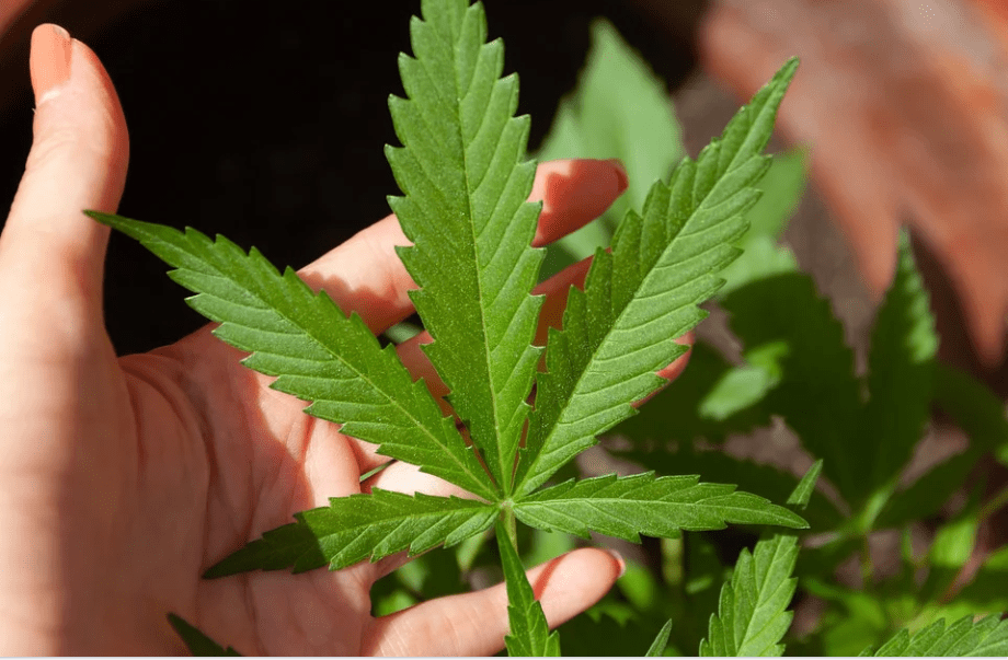 marijuana